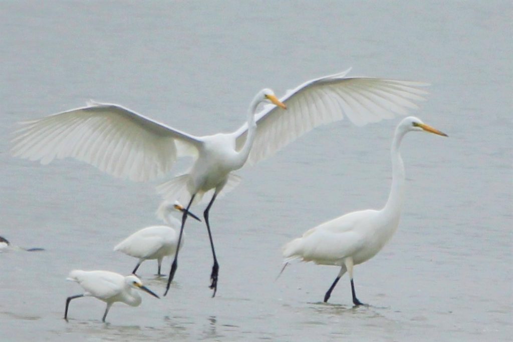 great-egrets-and-snowy-egrets