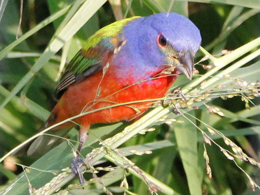painted-bunting