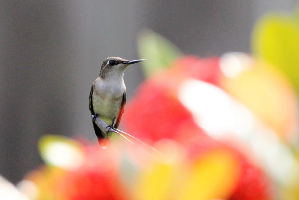 ruby-throated-hummingbird-2