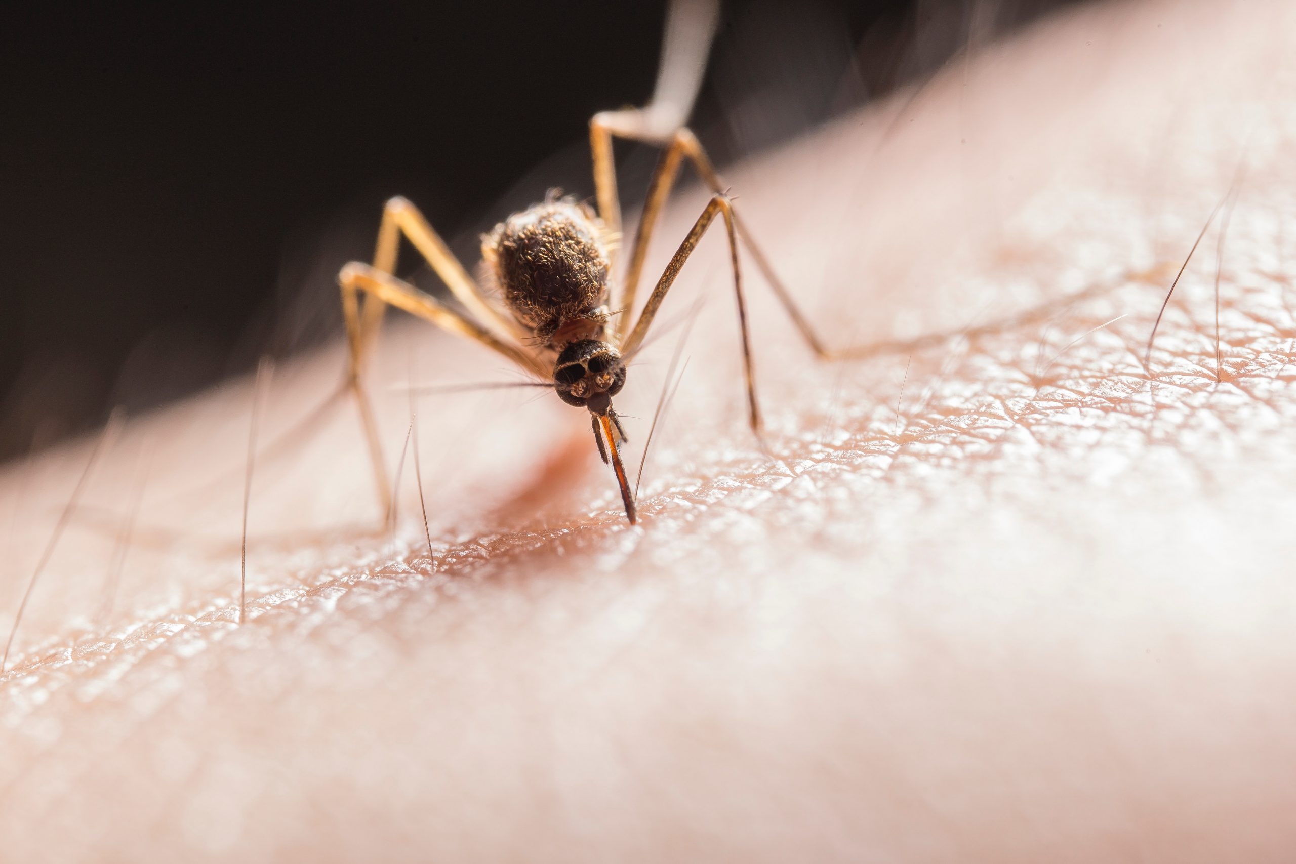 Read more about the article They’re Heeeere: Mosquito Season in South Texas
