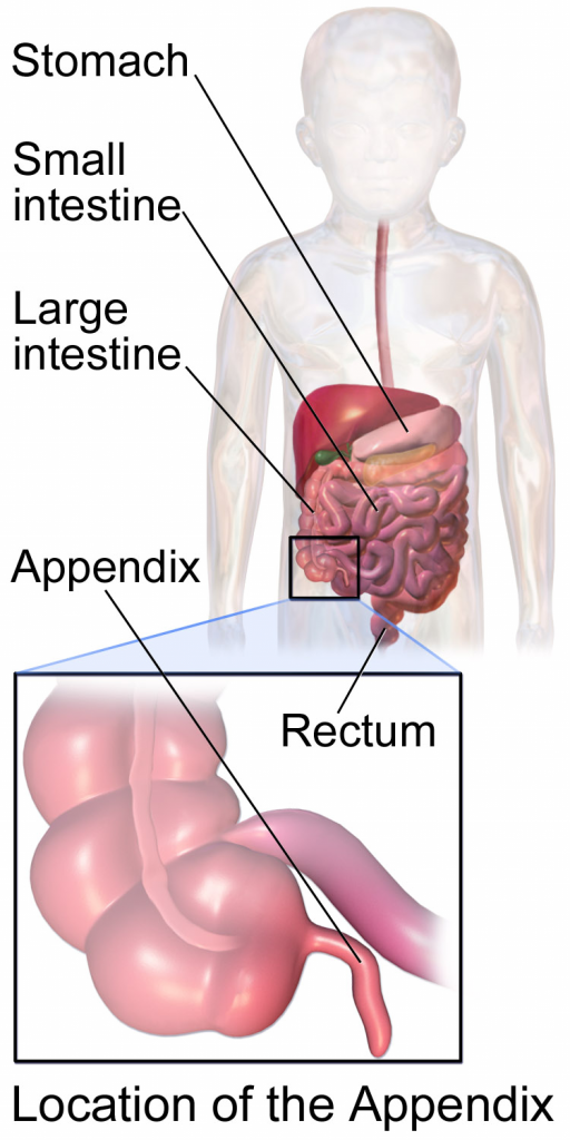 appendix-child