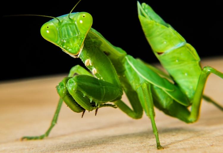 praying-mantis